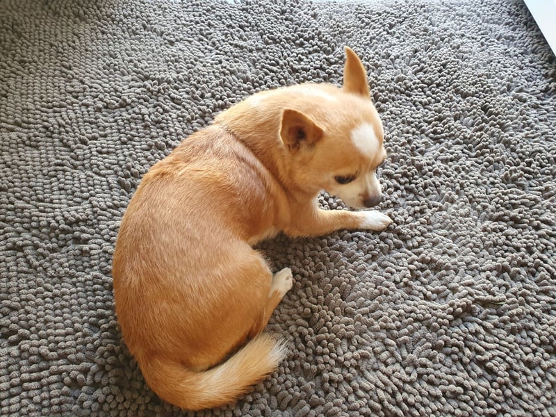 Tommy sucht ein neues Zuhause da sein Frauchen krank geworden ist.
