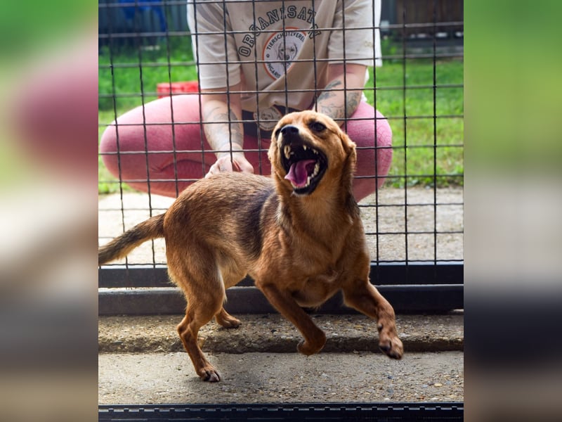 Klemi – einst schüchtern, heute bereit für ein Zuhause voller Liebe