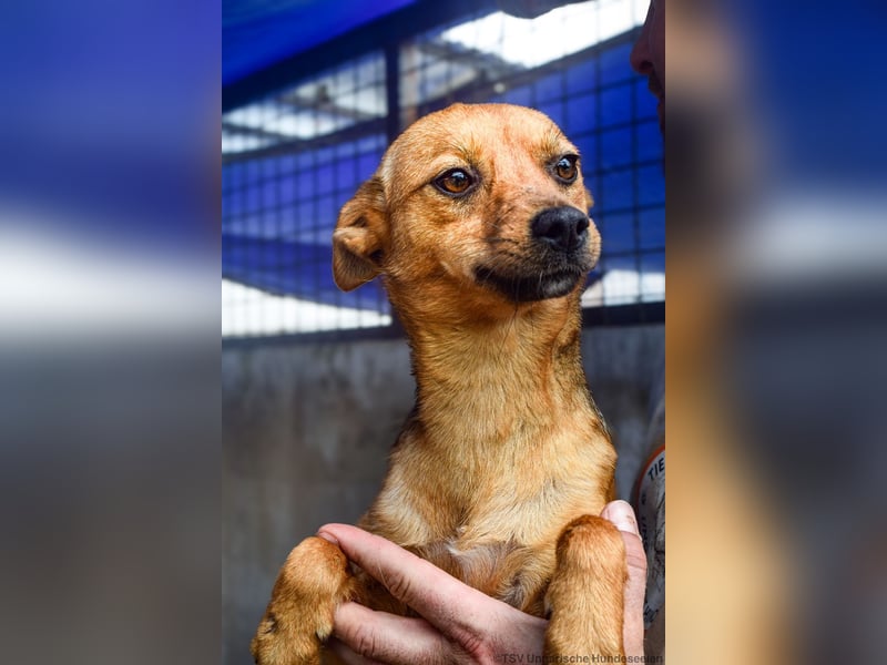 Klemi – einst schüchtern, heute bereit für ein Zuhause voller Liebe