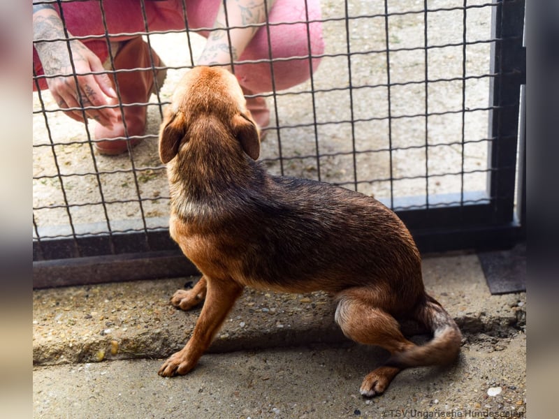 Klemi – einst schüchtern, heute bereit für ein Zuhause voller Liebe