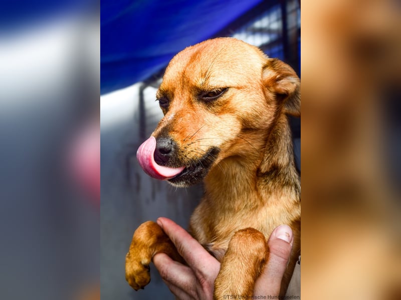 Klemi – einst schüchtern, heute bereit für ein Zuhause voller Liebe