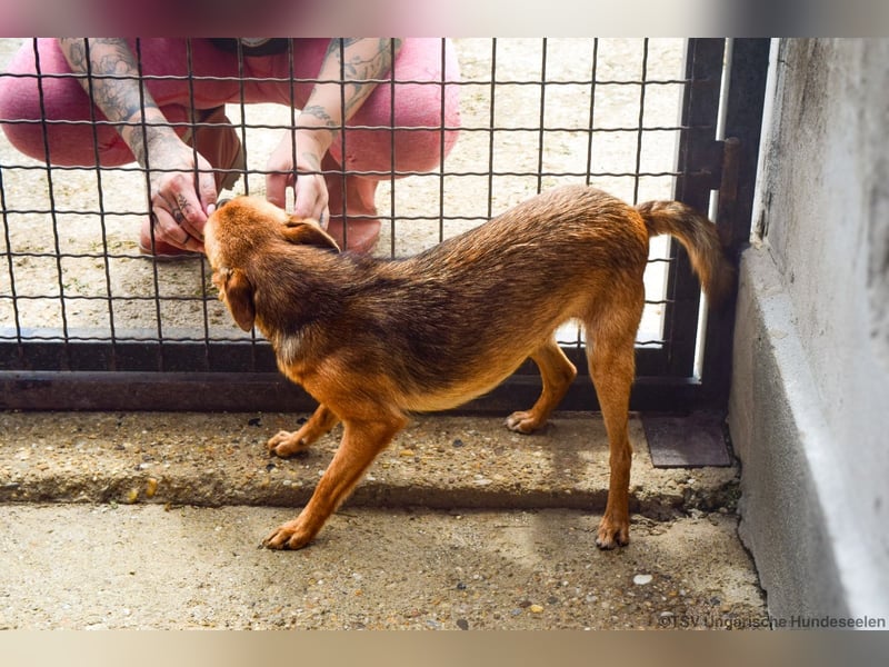 Klemi – einst schüchtern, heute bereit für ein Zuhause voller Liebe