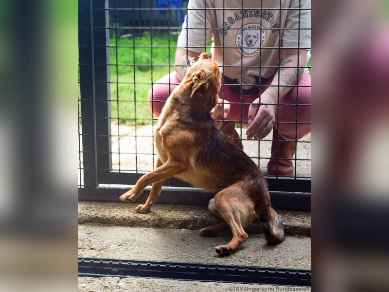 Klemi – einst schüchtern, heute bereit für ein Zuhause voller Liebe