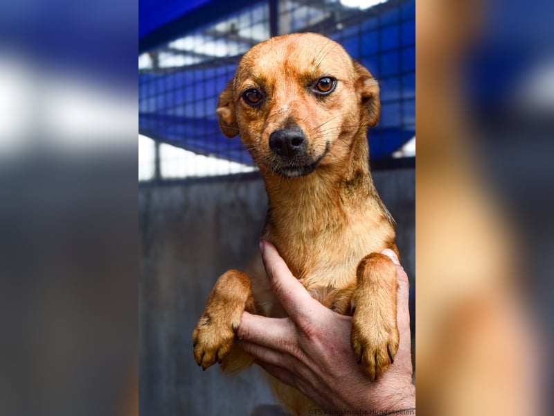 Klemi – einst schüchtern, heute bereit für ein Zuhause voller Liebe