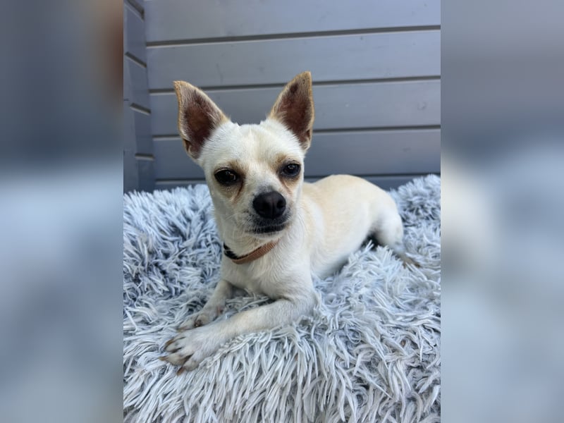 Chio: Fröhlicher Chihuahua-Mix