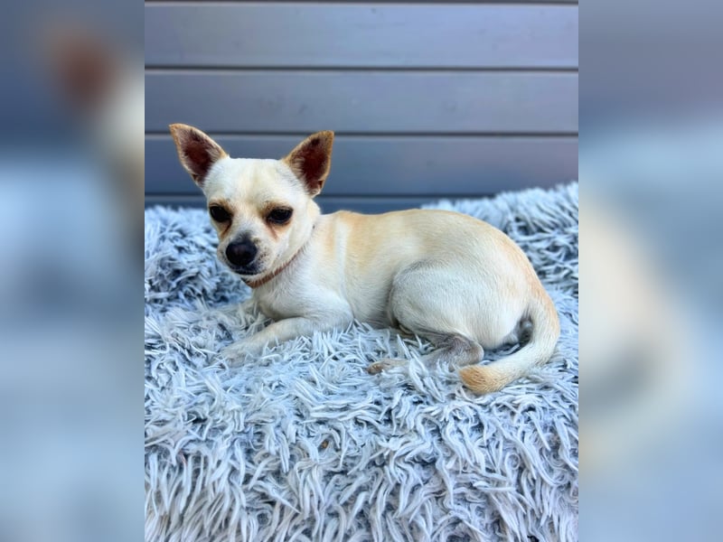 Chio: Fröhlicher Chihuahua-Mix