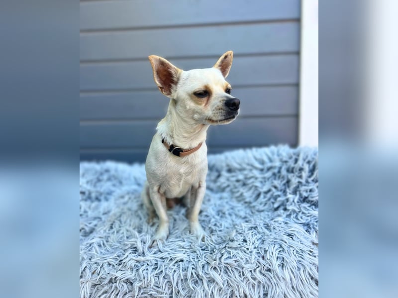 Chio: Fröhlicher Chihuahua-Mix