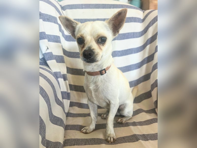 Chio: Fröhlicher Chihuahua-Mix