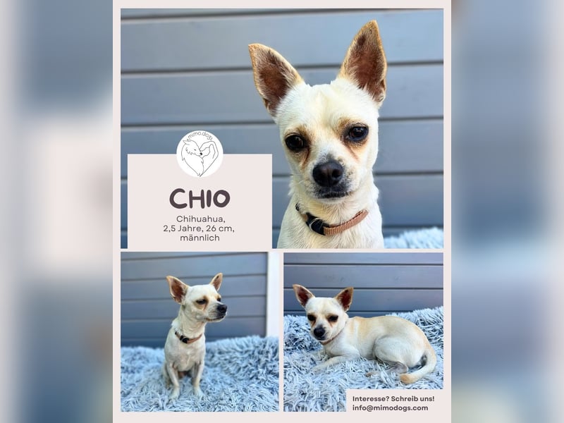 Chio: Fröhlicher Chihuahua-Mix