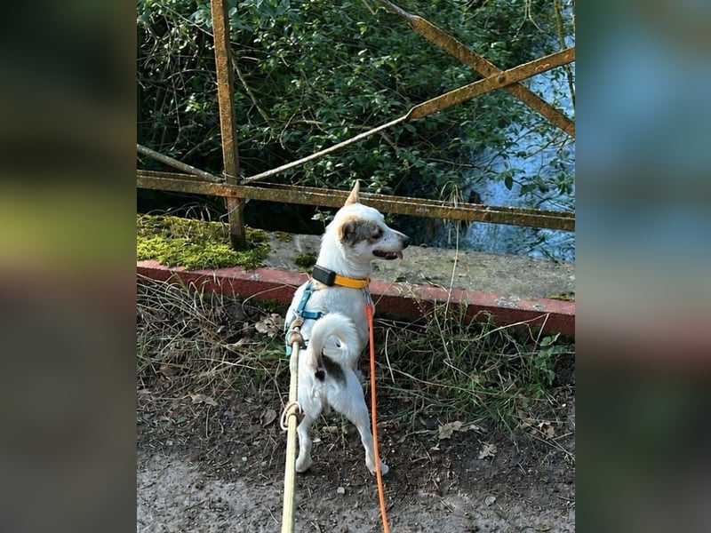 Jaron - Der 6,5kg Rohdiamant sucht sein Glück