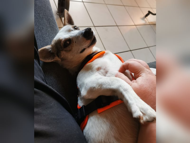Jaron - Der 6,5kg Rohdiamant sucht sein Glück