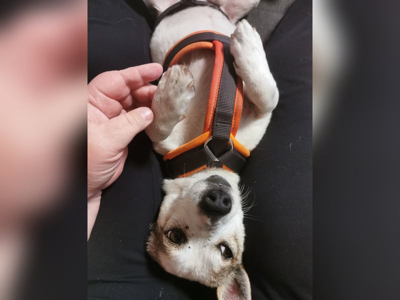 Jaron - Der 6,5kg Rohdiamant sucht sein Glück