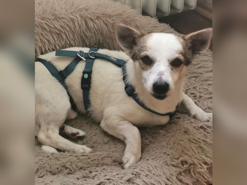 Jaron - Der 6,5kg Rohdiamant sucht sein Glück