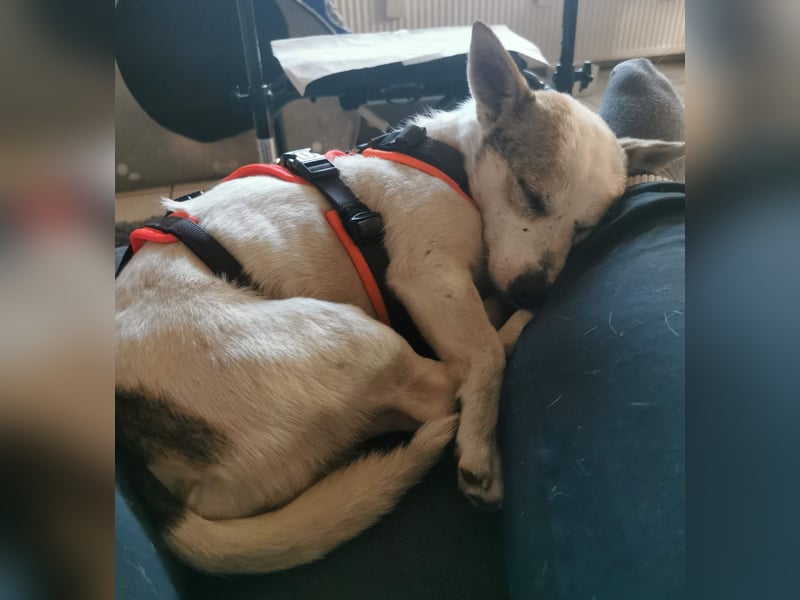 Jaron - Der 6,5kg Rohdiamant sucht sein Glück