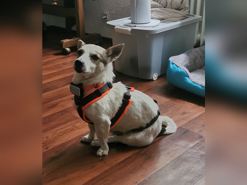 Jaron - Der 6,5kg Rohdiamant sucht sein Glück