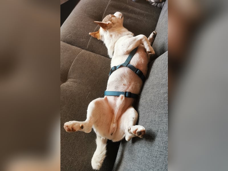 Jaron - Der 6,5kg Rohdiamant sucht sein Glück