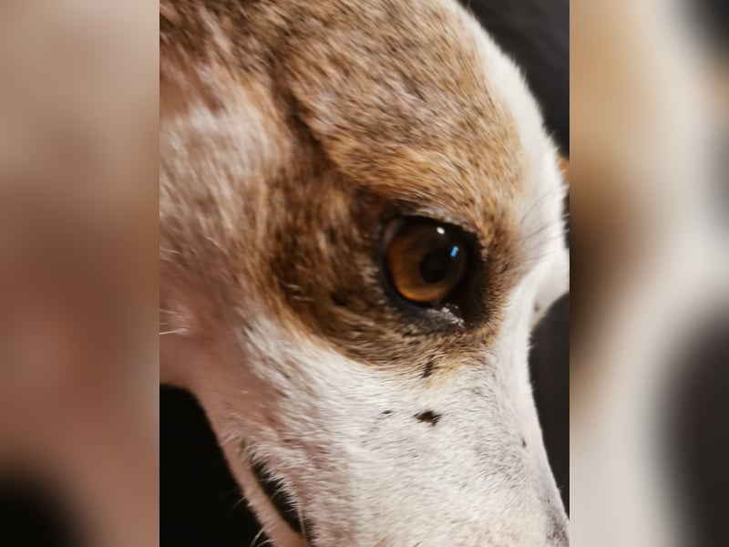 Jaron - Der 6,5kg Rohdiamant sucht sein Glück