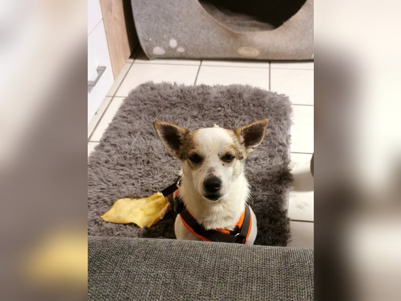 Jaron - Der 6,5kg Rohdiamant sucht sein Glück