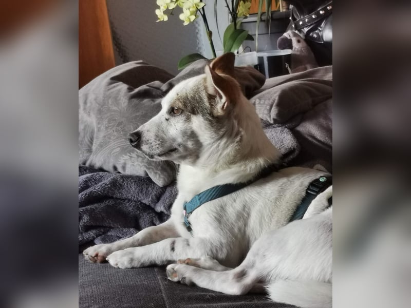 Jaron - Der 6,5kg Rohdiamant sucht sein Glück