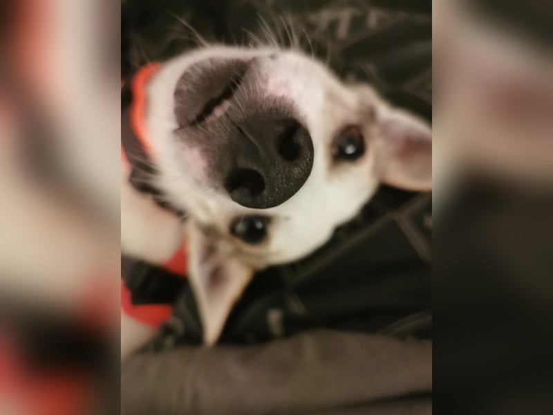 Jaron - Der 6,5kg Rohdiamant sucht sein Glück