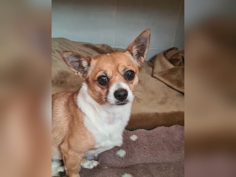 TANGO-freundlicher, verschmuster Bub wartet sehnsüchtig auf liebevolles Für-immer-Zuhause