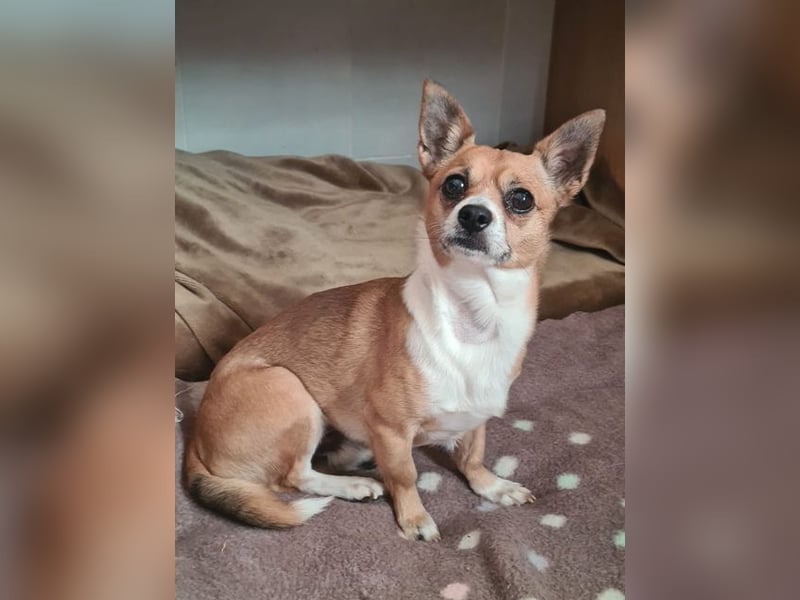 TANGO-freundlicher, verschmuster Bub wartet sehnsüchtig auf liebevolles Für-immer-Zuhause