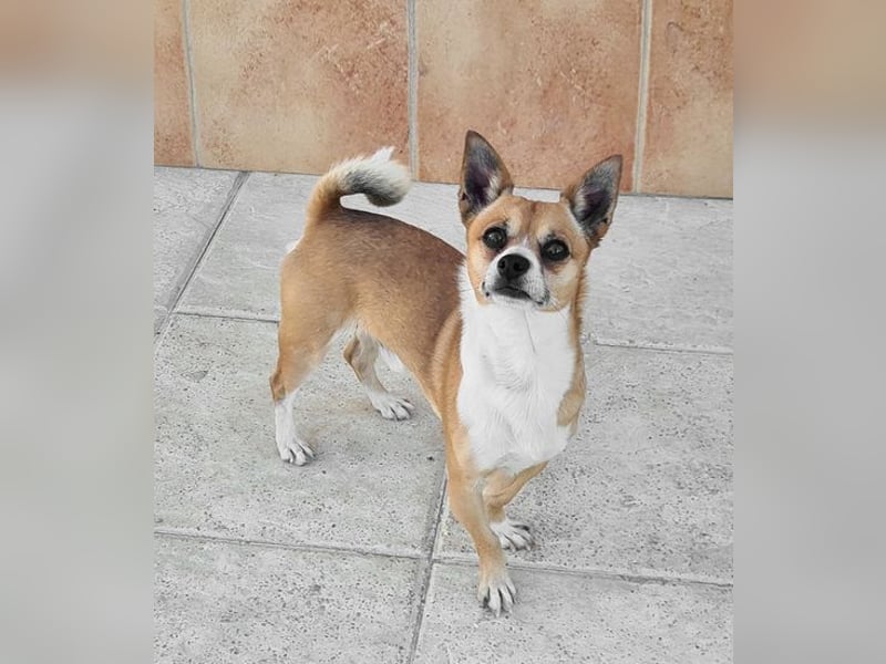 TANGO-freundlicher, verschmuster Bub wartet sehnsüchtig auf liebevolles Für-immer-Zuhause