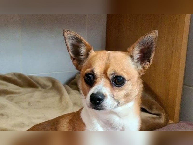 TANGO-freundlicher, verschmuster Bub wartet sehnsüchtig auf liebevolles Für-immer-Zuhause