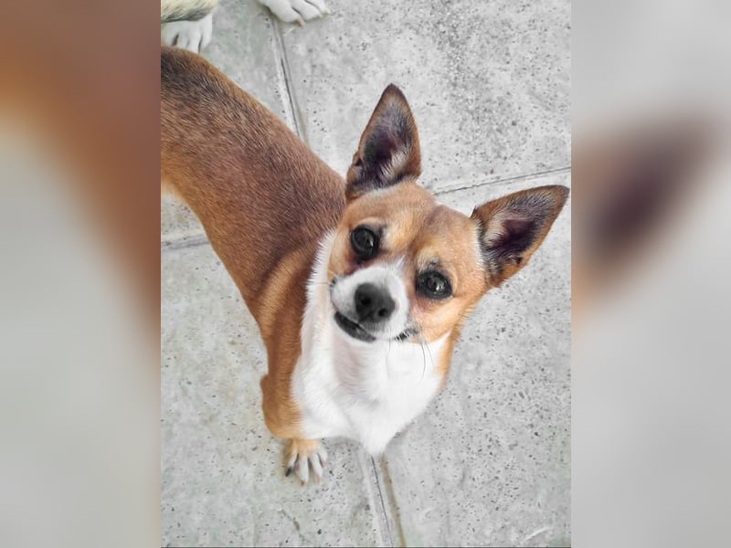 TANGO-freundlicher, verschmuster Bub wartet sehnsüchtig auf liebevolles Für-immer-Zuhause