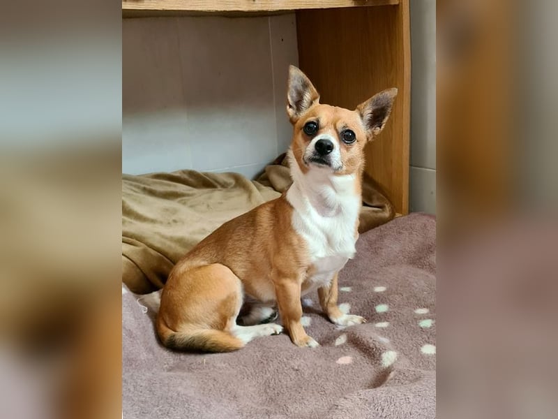 TANGO-freundlicher, verschmuster Bub wartet sehnsüchtig auf liebevolles Für-immer-Zuhause