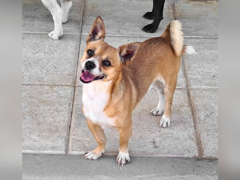 TANGO-freundlicher, verschmuster Bub wartet sehnsüchtig auf liebevolles Für-immer-Zuhause