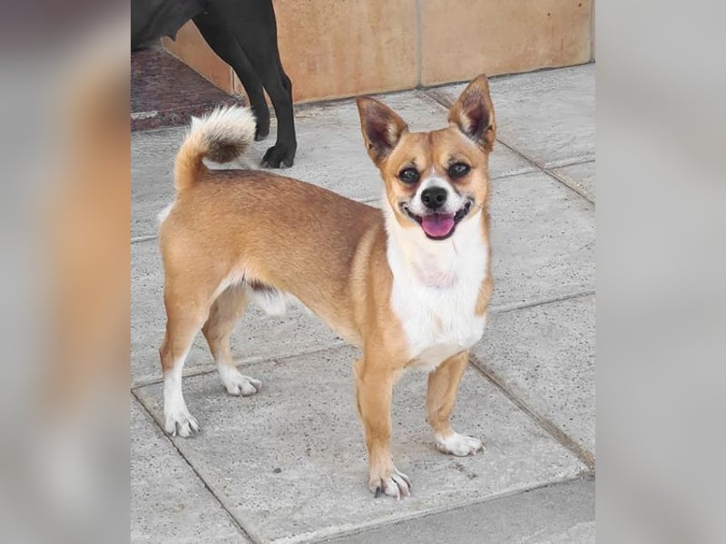 TANGO-freundlicher, verschmuster Bub wartet sehnsüchtig auf liebevolles Für-immer-Zuhause