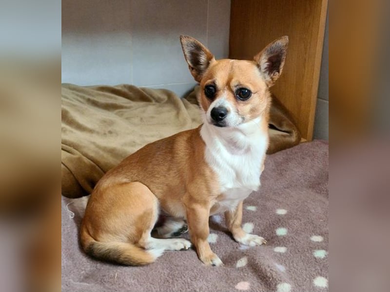 TANGO-freundlicher, verschmuster Bub wartet sehnsüchtig auf liebevolles Für-immer-Zuhause