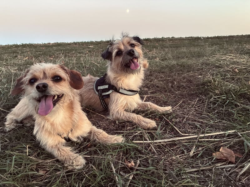 Dobby & Loki   Zwei Brüder, ein Herz, unzertrennlich!