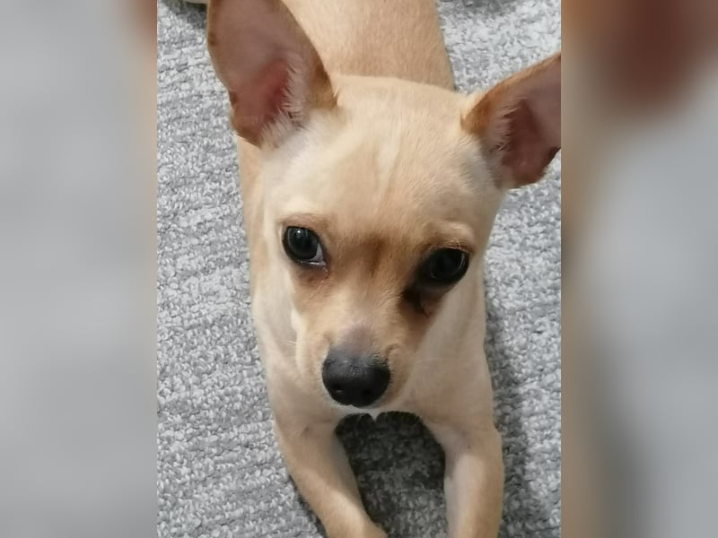 Picur, Chihuahua-Mix, Hündin, geb. am 24.07.2025, ca. 28 cm