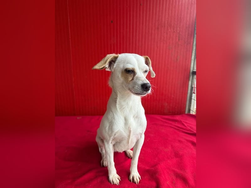 Fini, Chihuahua-Mix, Hündin, geb. am 01.05.2024, 28 cm, 5,5 kg