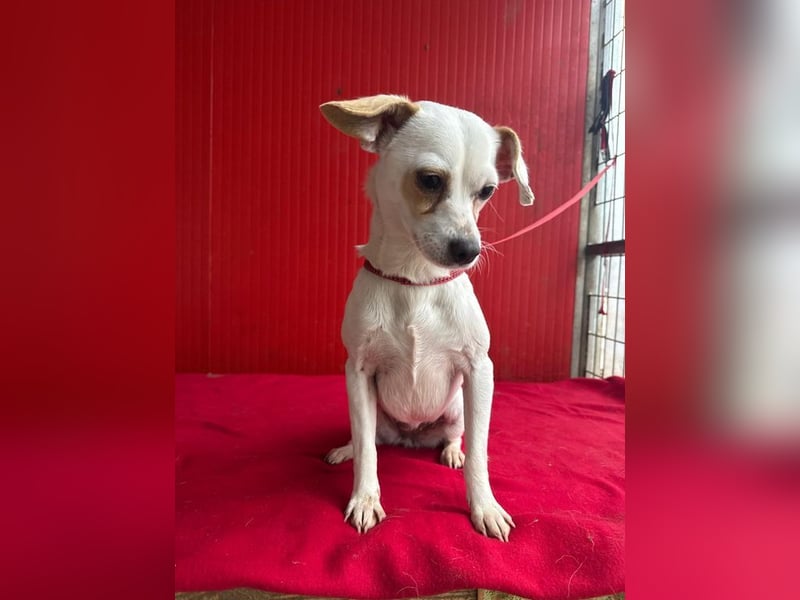 Fini, Chihuahua-Mix, Hündin, geb. am 01.05.2024, 28 cm, 5,5 kg