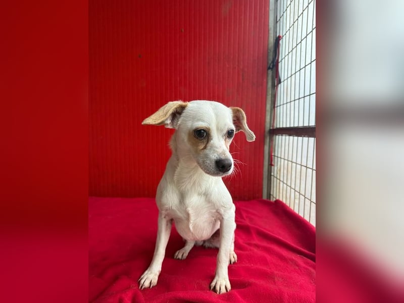 Fini, Chihuahua-Mix, Hündin, geb. am 01.05.2024, 28 cm, 5,5 kg