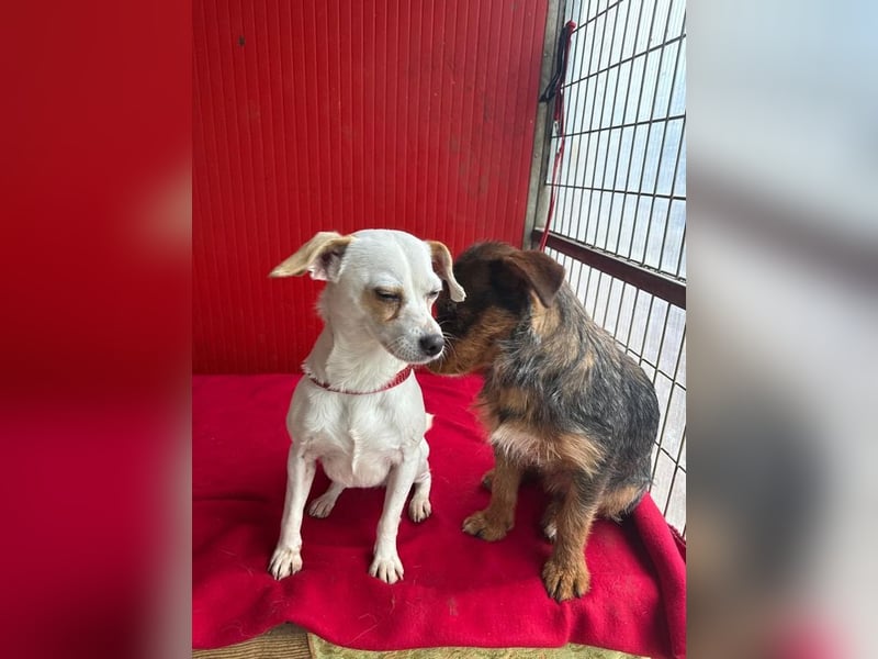 Fini, Chihuahua-Mix, Hündin, geb. am 01.05.2024, 28 cm, 5,5 kg