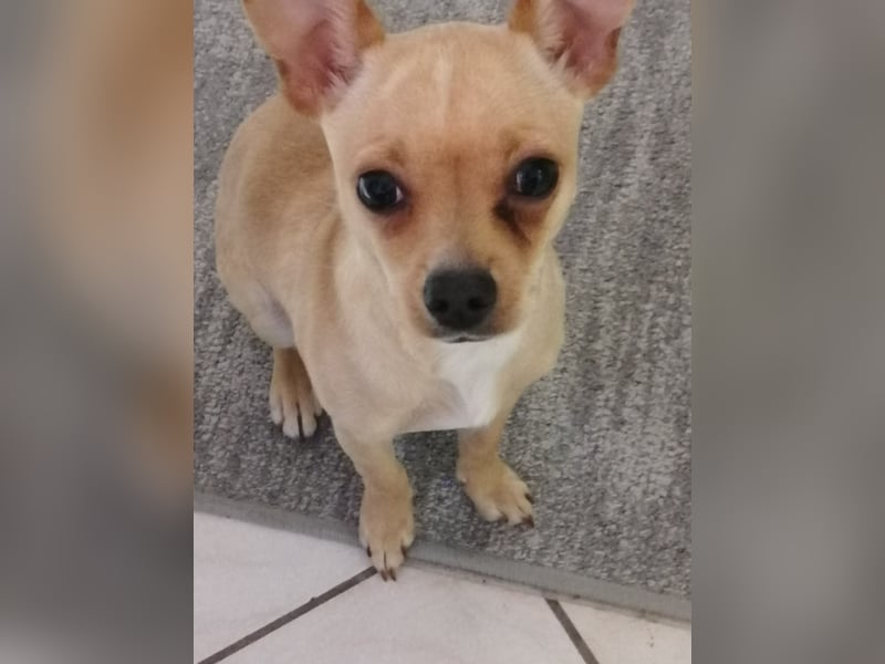 Picur, Chihuahua-Mix, Hündin, geb. am 24.07.2025, ca. 28 cm