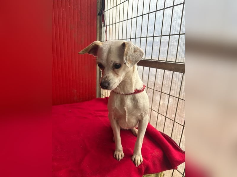 Fini, Chihuahua-Mix, Hündin, geb. am 01.05.2024, 28 cm, 5,5 kg
