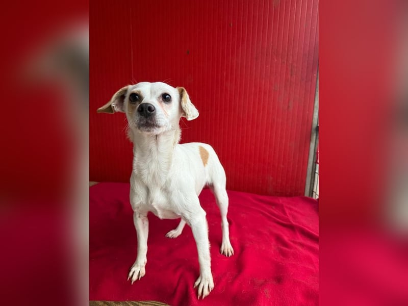 Fini, Chihuahua-Mix, Hündin, geb. am 01.05.2024, 28 cm, 5,5 kg