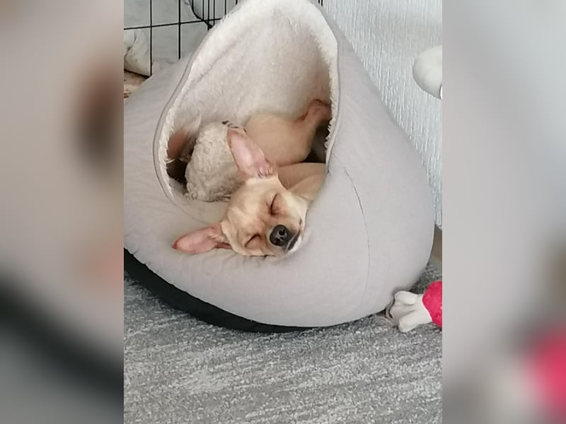 Picur, Chihuahua-Mix, Hündin, geb. am 24.07.2025, ca. 28 cm