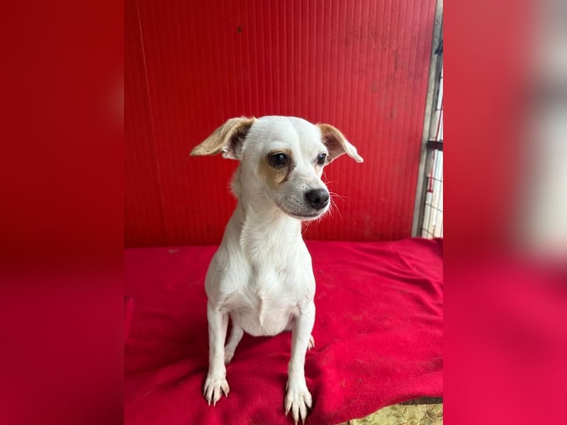 Fini, Chihuahua-Mix, Hündin, geb. am 01.05.2024, 28 cm, 5,5 kg