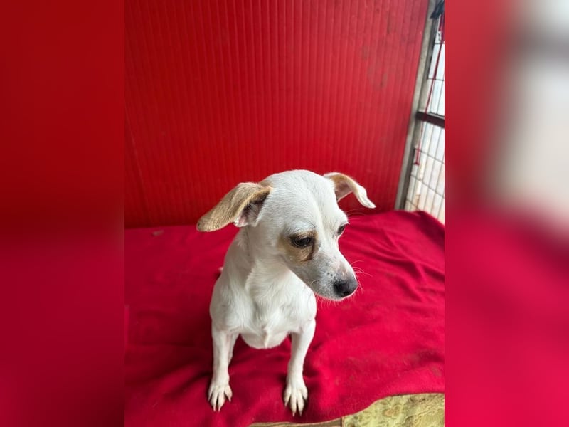 Fini, Chihuahua-Mix, Hündin, geb. am 01.05.2024, 28 cm, 5,5 kg