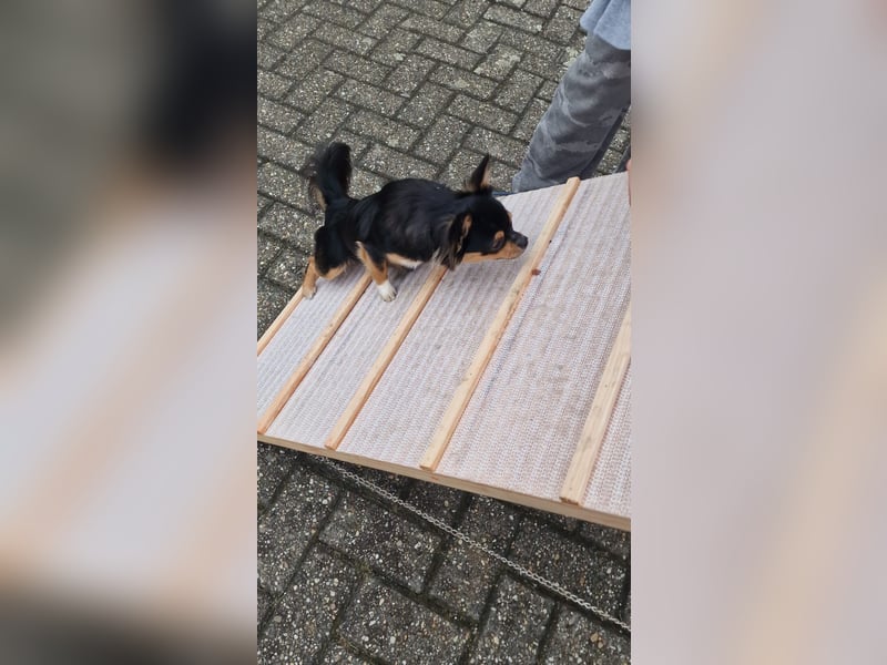 Deckrüde “Cookie” steht gesunden Hündinnen zur Verfügung