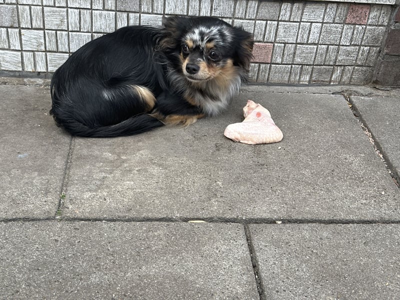 Deckrüde “Lucky” – Chihuahua in Black Merle mit Tan