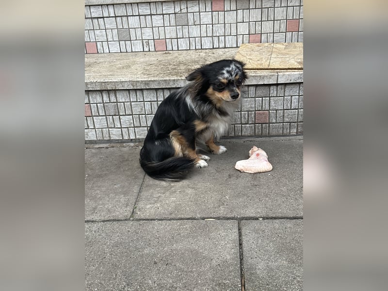 Deckrüde “Lucky” – Chihuahua in Black Merle mit Tan