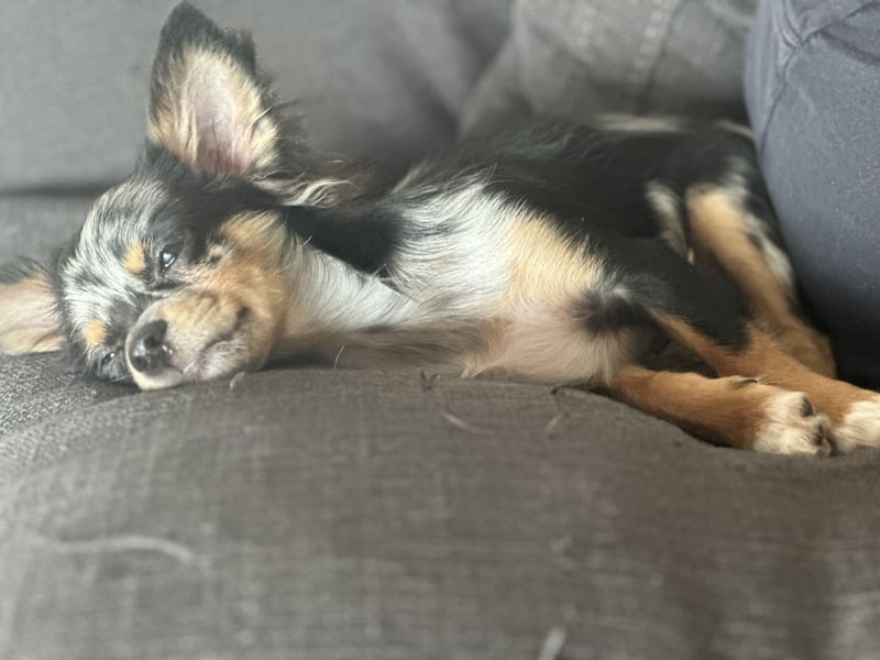 Deckrüde “Lucky” – Chihuahua in Black Merle mit Tan