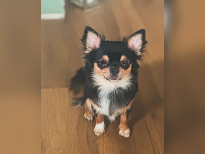 Deckrüde “Cookie” steht gesunden Hündinnen zur Verfügung